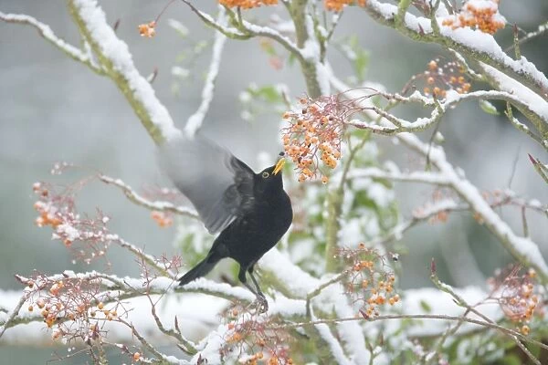 Blackbird - feeding on Rowan Berries in Snow - Essex, UK BI019389