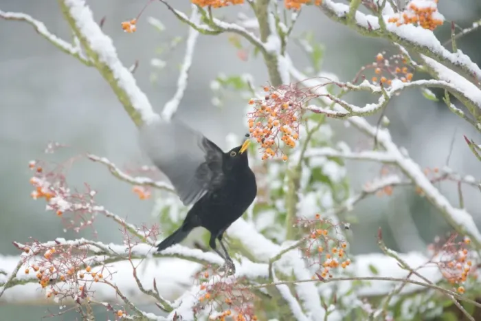 Framed Print : Blackbird - feeding on Rowan Berries in Snow - Essex, UK BI019389 Framed Print : Blackbird - feeding on Rowan Berries in Snow - Essex, UK BI019389