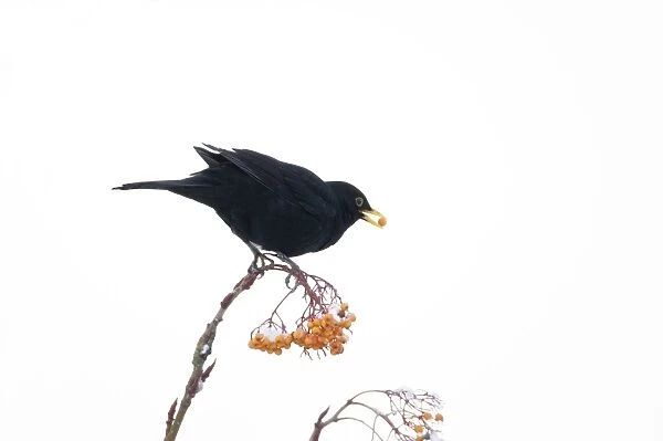 Blackbird - feeding on Rowan Berries in snow in Garden Turdus merula Essex, UK BI019397