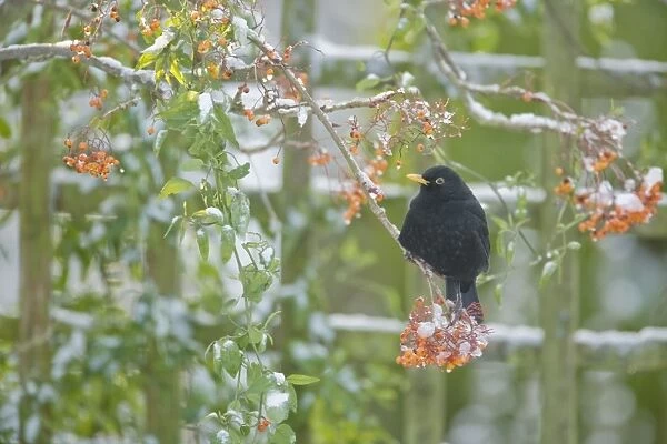 Blackbird - feeding on Rowan Berries in snow in Garden Turdus merula Essex, UK BI019401