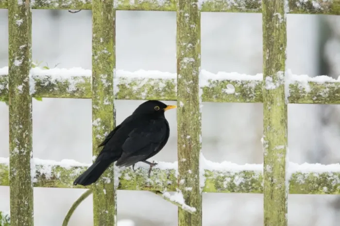 Framed Print : Blackbird - feeding on Rowan Berries in snow in Garden Turdus merula Essex, UK BI019393 Framed Print : Blackbird - feeding on Rowan Berries in snow in Garden Turdus merula Essex, UK BI019393