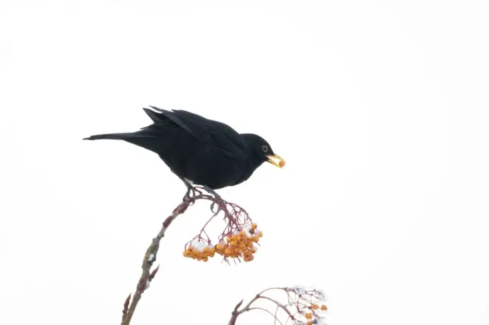 Framed Print : Blackbird - feeding on Rowan Berries in snow in Garden Turdus merula Essex, UK BI019397