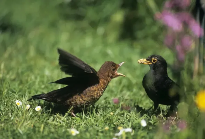 Framed Print : Blackbird - feeding young fledgling Framed Print : Blackbird - feeding young fledgling