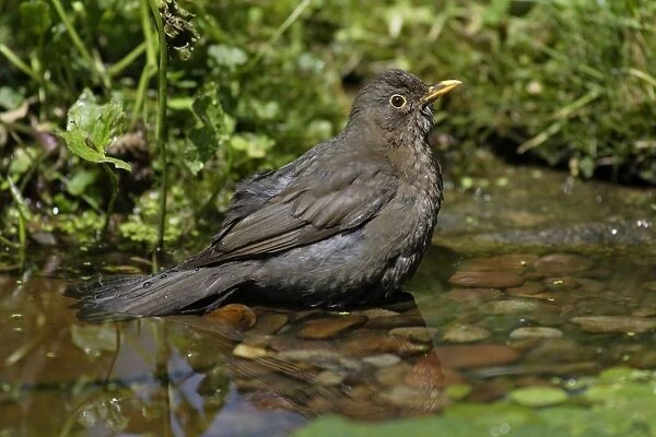 Blackbird - female bathing in garden pond, Lower Saxony, Germany