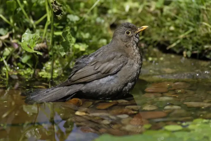 Framed Print : Blackbird - female bathing in garden pond, Lower Saxony, Germany Framed Print : Blackbird - female bathing in garden pond, Lower Saxony, Germany