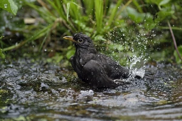 Blackbird - female bathing in garden pond, Lower Saxony, Germany