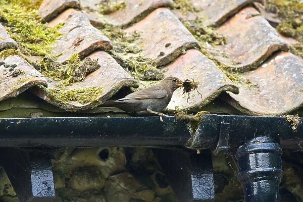 Blackbird - Female collecting nest material from roof drain- Norfolk UK