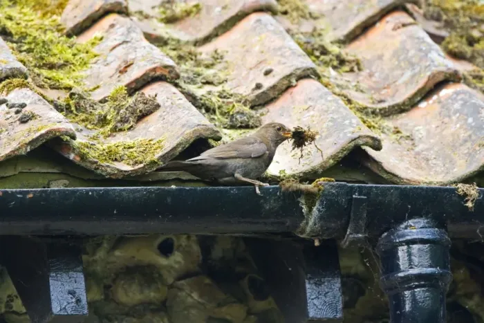Framed Print : Blackbird - Female collecting nest material from roof drain- Norfolk UK Framed Print : Blackbird - Female collecting nest material from roof drain- Norfolk UK
