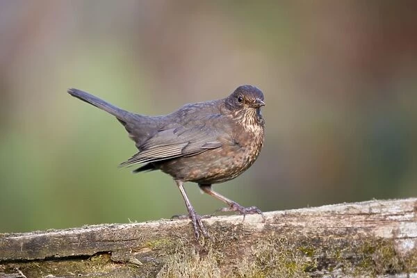 Blackbird - female - Cornwall - UK