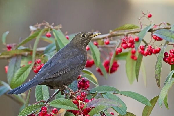 Blackbird - female on cotoneaster berries - Bedfordshire UK 8812