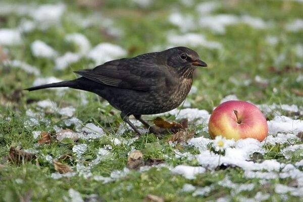 Blackbird - Female feeding on apple in winter Lower Saxony, Germany