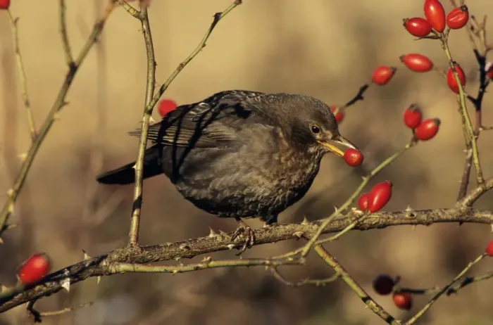 Framed Print : Blackbird - female feeding on rosehips in winter Framed Print : Blackbird - female feeding on rosehips in winter