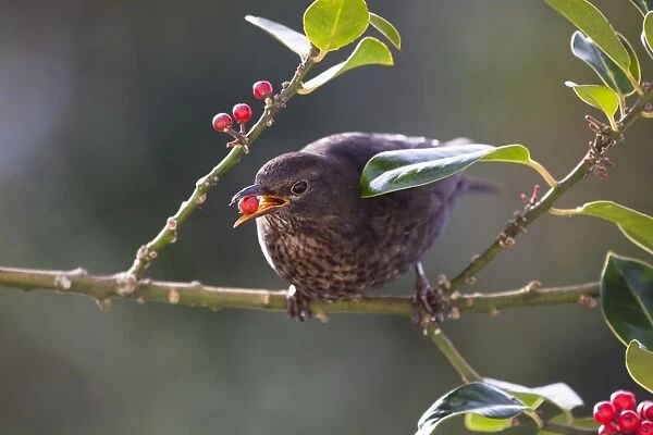 Blackbird - female - on holly - eating berries - UK