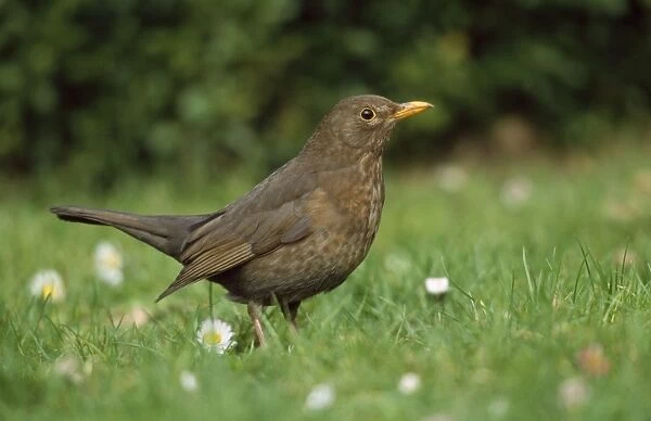 Blackbird - female on lawn foraging for food