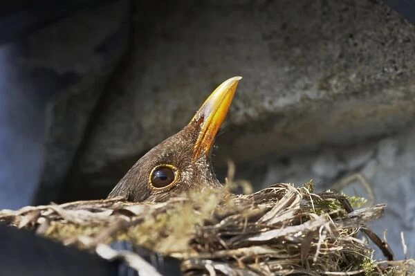 Blackbird - Female on nest made in croft guttering Turdus merula South Uist, Outer hebrides Scotland, UK BI016779