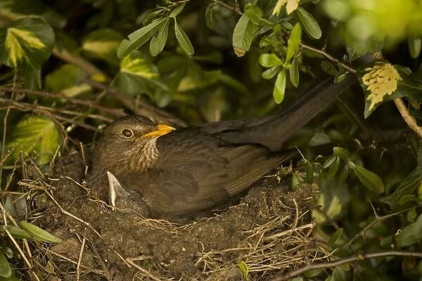 Blackbird - Female on nest with nestlings, UK