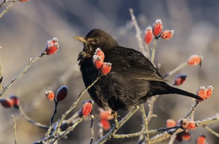 Framed Print : Blackbird - female on rosehip bush in winter Framed Print : Blackbird - female on rosehip bush in winter