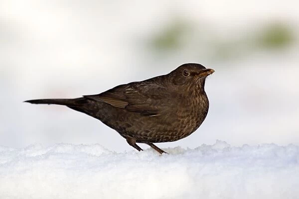 Blackbird - female - snow - winter