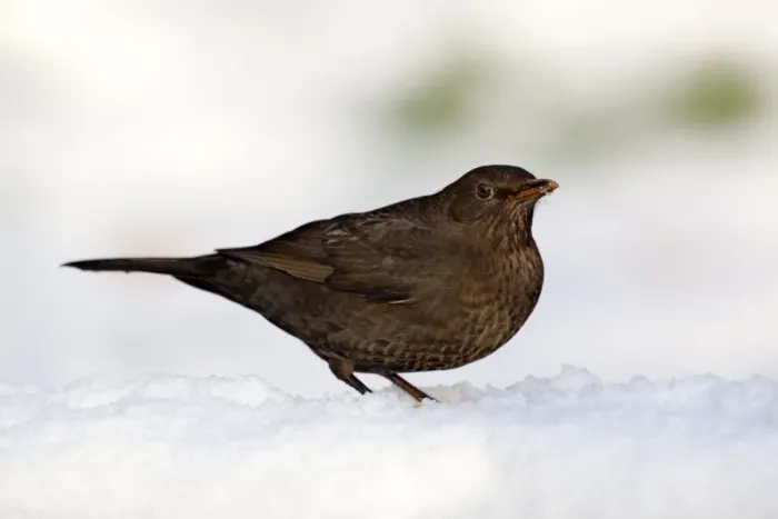 Framed Print : Blackbird - female - snow - winter - UK Framed Print : Blackbird - female - snow - winter - UK