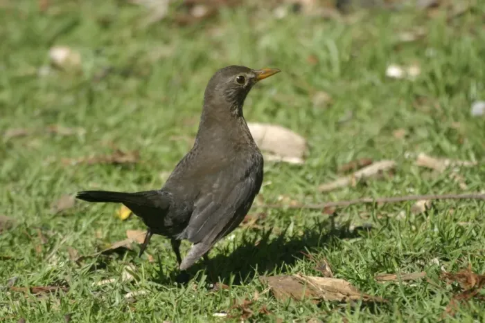 Framed Print : Blackbird Female Western Springs, Auckland, New Zealand Framed Print : Blackbird Female Western Springs, Auckland, New Zealand