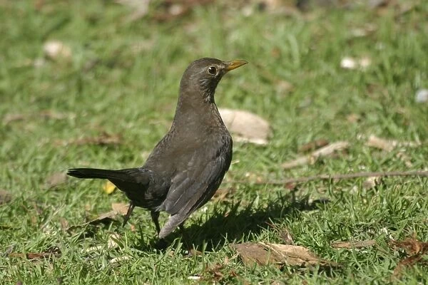 Blackbird Female Western Springs, Auckland, New Zealand
