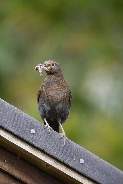 Blackbird - female with worms in beak - UK