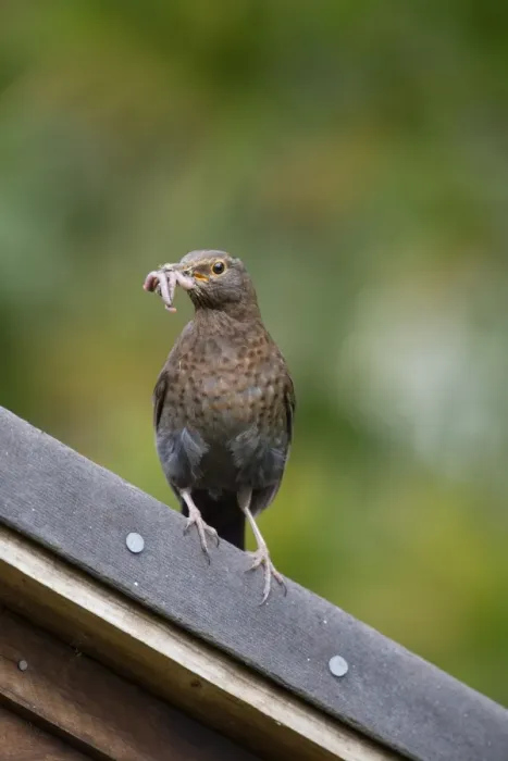 Framed Print : Blackbird - female with worms in beak - UK Framed Print : Blackbird - female with worms in beak - UK