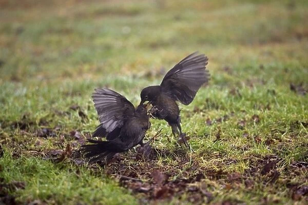 Blackbird - Two females fighting -Norfolk UK