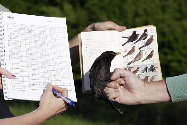 Blackbird - identifying and making notes on captured bird