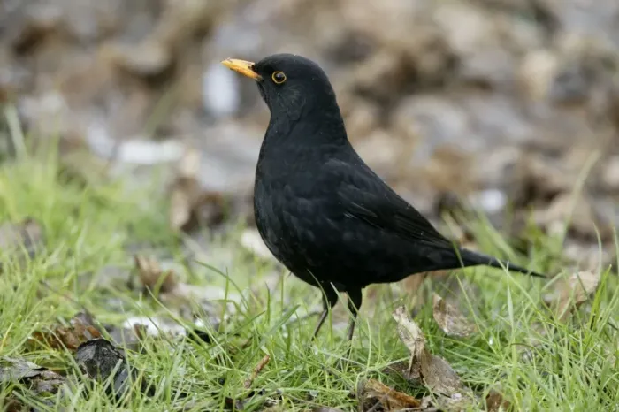 Framed Print : Blackbird - Male on alert Norfolk UK Framed Print : Blackbird - Male on alert Norfolk UK