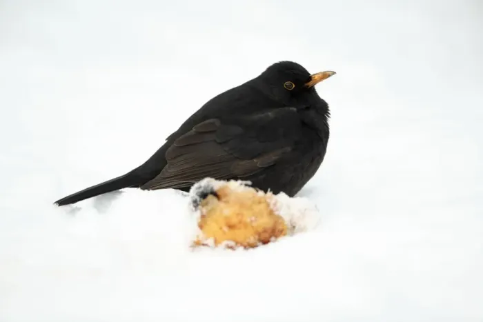 Framed Print : Blackbird - male beside apple in snow covered garden - Hessen - Germany Framed Print : Blackbird - male beside apple in snow covered garden - Hessen - Germany