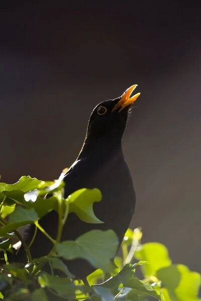 Blackbird Male, back-lit singing from fencepost. Cleveland, England, UK
