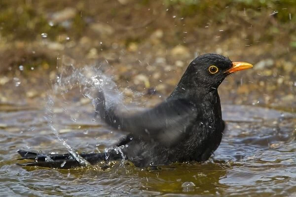 Blackbird - male bathing - Bedfordshire UK 9477