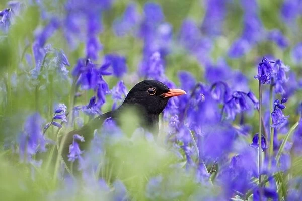 Blackbird - male - amongst bluebells - Isles of Scilly - UK