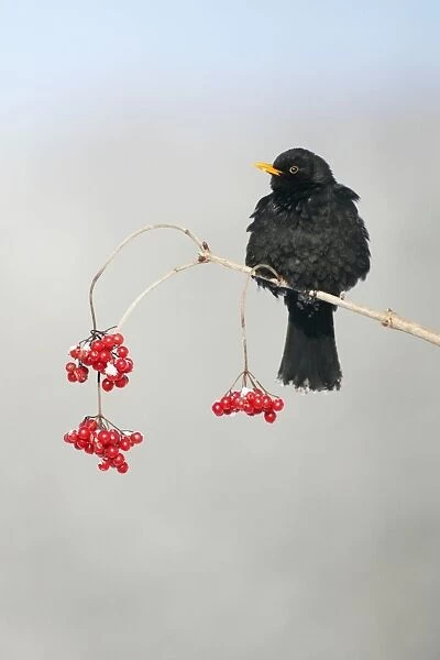 Blackbird - male on branch of Guelder Rose bush in winter, Lower Saxony, Germany