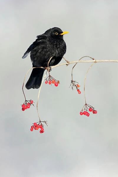 Blackbird - male on branch of Guelder Rose bush in winter