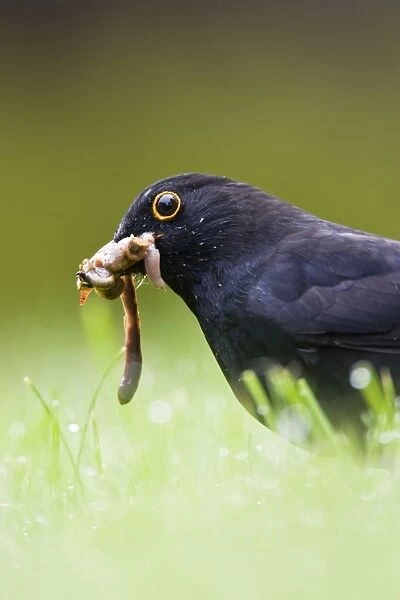 Blackbird Male collecting earthworms on garden lawn in rain. Cleveland, England. UK