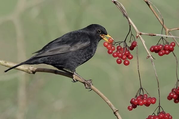 Blackbird - Male eating berrries of Geulder Rose in garden, late winter. Lower Saxony, Germany