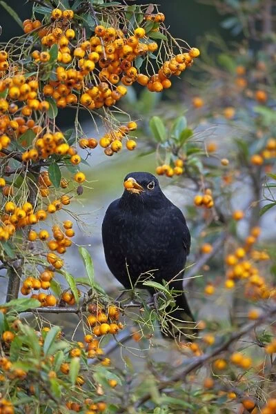 Blackbird - male eating Pyracantha Berries - Autumn, UK