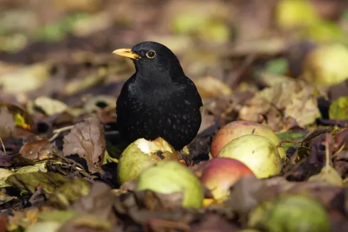 Framed Print : Blackbird - Male feeding on apples in orchard Lower Saxony, Germany Framed Print : Blackbird - Male feeding on apples in orchard Lower Saxony, Germany