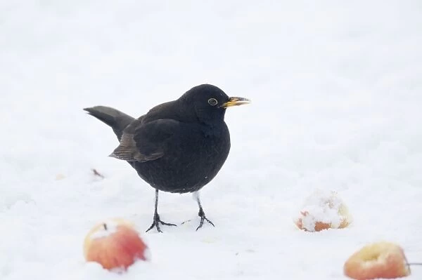 Blackbird - male - feeding on apples in snow - Essex, UK BI019376