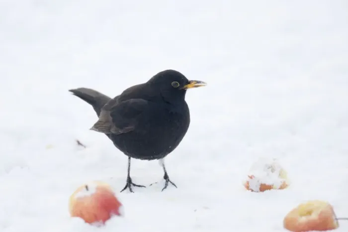 Framed Print : Blackbird - male - feeding on apples in snow - Essex, UK BI019376 Framed Print : Blackbird - male - feeding on apples in snow - Essex, UK BI019376