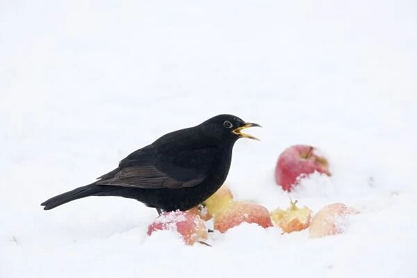 Blackbird - male feeding on apples in snow Turdus merula Essex, UK BI019372