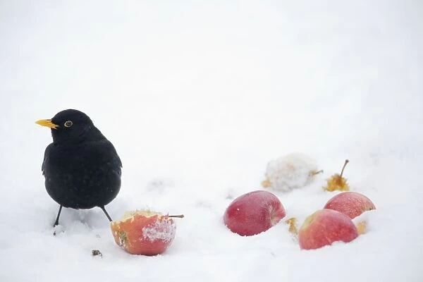 Blackbird - male feeding on apples in snow Turdus merula Essex, UK BI019385