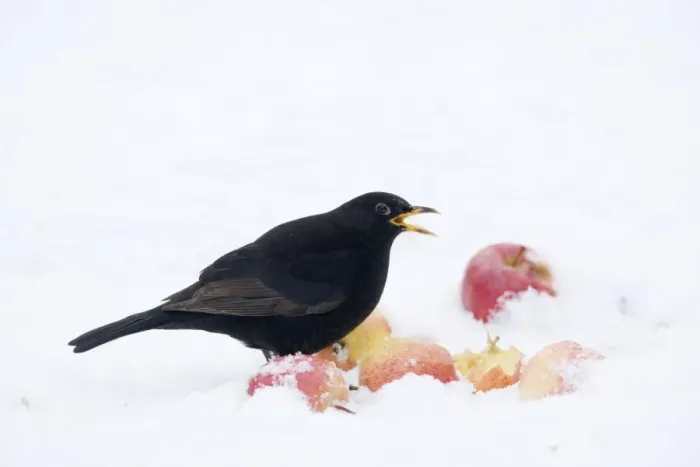 Framed Print : Blackbird - male feeding on apples in snow Turdus merula Essex, UK BI019372 Framed Print : Blackbird - male feeding on apples in snow Turdus merula Essex, UK BI019372