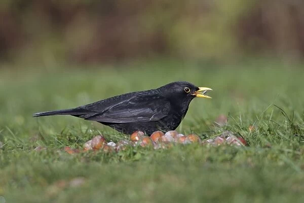 Blackbird - male feeding on bird food in garden, winter, Lower Saxony, Germany