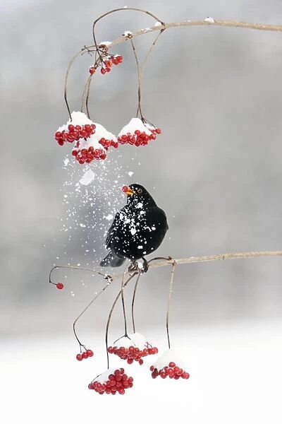 Blackbird - male feeding on Guelder Rose berries in winter, Lower Saxony, Germany