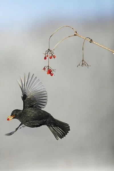 Blackbird - male feeding on Guelder Rose berries in winter, Lower Saxony, Germany