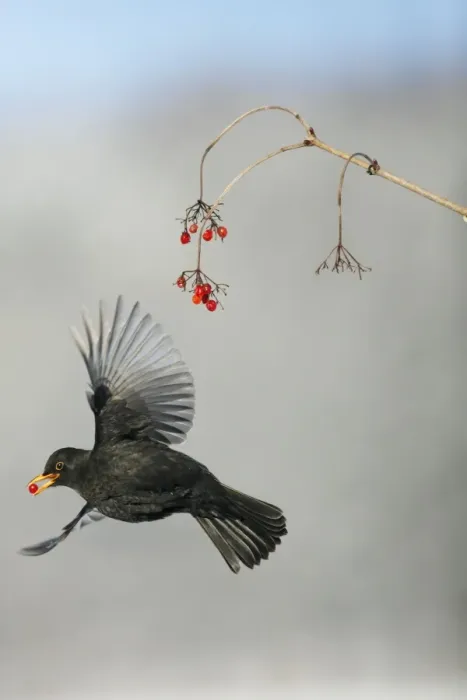 Framed Print : Blackbird - male feeding on Guelder Rose berries in winter, Lower Saxony, Germany Framed Print : Blackbird - male feeding on Guelder Rose berries in winter, Lower Saxony, Germany