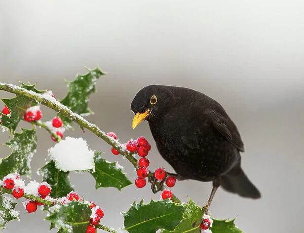 Blackbird - male feeding on Holly berries - West Wales UK 11920